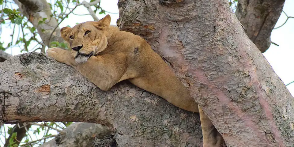 Affordable Tanzania Honeymoon: Romance and Adventure on a Budget