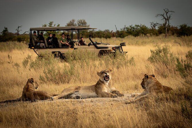 Why a Private Safari in Tanzania is the Ultimate Wildlife Experience