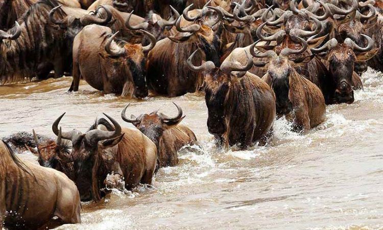 The Great Wildebeest Migration in the Serengeti: Nature&rsquo;s Greatest Wildlife Spectacle