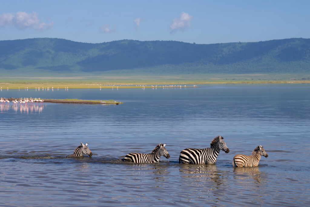 Exclusive Private Safari 2026: Arusha National Park, Tarangire, Lake Manyara & Ngorongoro