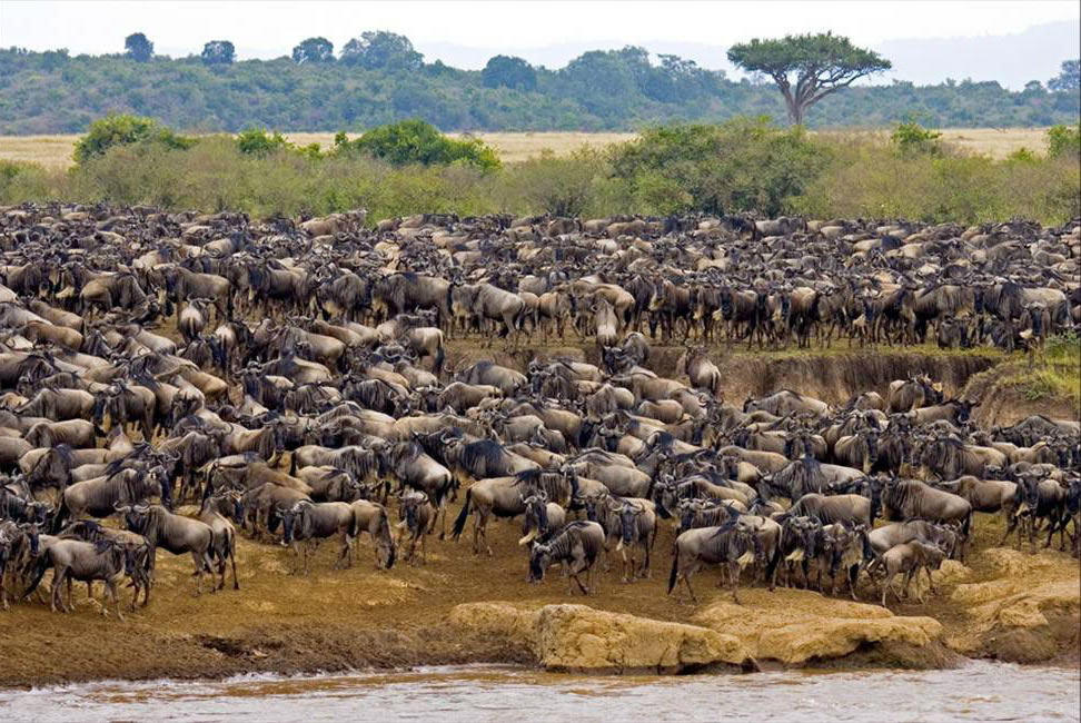Honeymoon with the Wildebeest Migration 2026 in Arusha, Tanzania