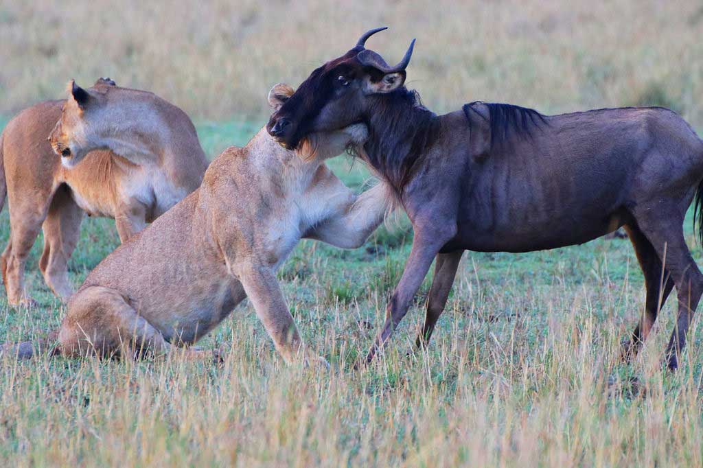 Wildebeest and Predators on the Golden Grass of the Serengeti