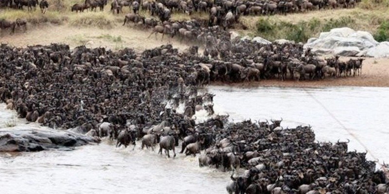 Wildebeest River Crossing 2026: Hot Air Balloon Safari in the Serengeti
