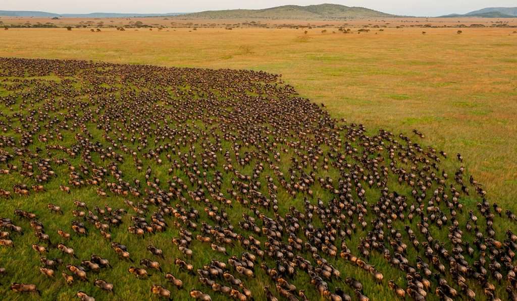 Wildebeest River Crossing 2026: Hot Air Balloon Safari in the Serengeti