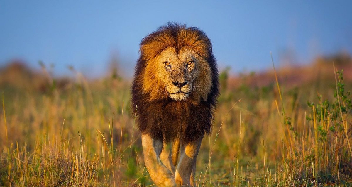 Africa Big Five Safaris 2026: Explore Serengeti, Tarangire & Ngorongoro