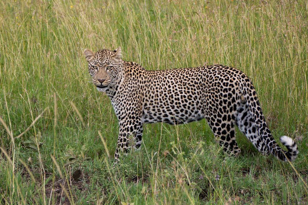 Africa Big Five Safaris 2026: Explore Serengeti, Tarangire & Ngorongoro