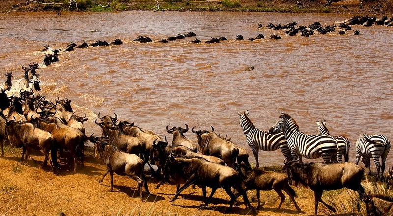 When to See the Great Migration in Tanzania 2026 | Serengeti Safari Guide