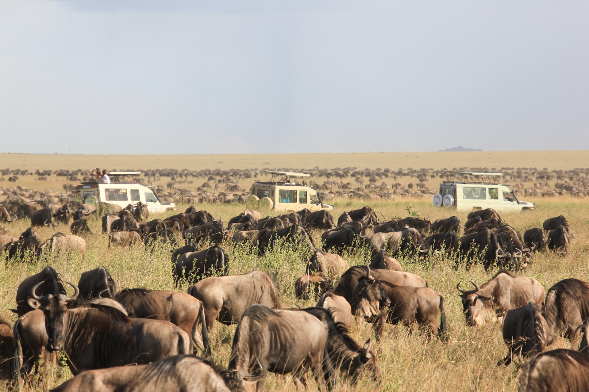 When to See the Great Migration in Tanzania 2026 | Serengeti Safari Guide