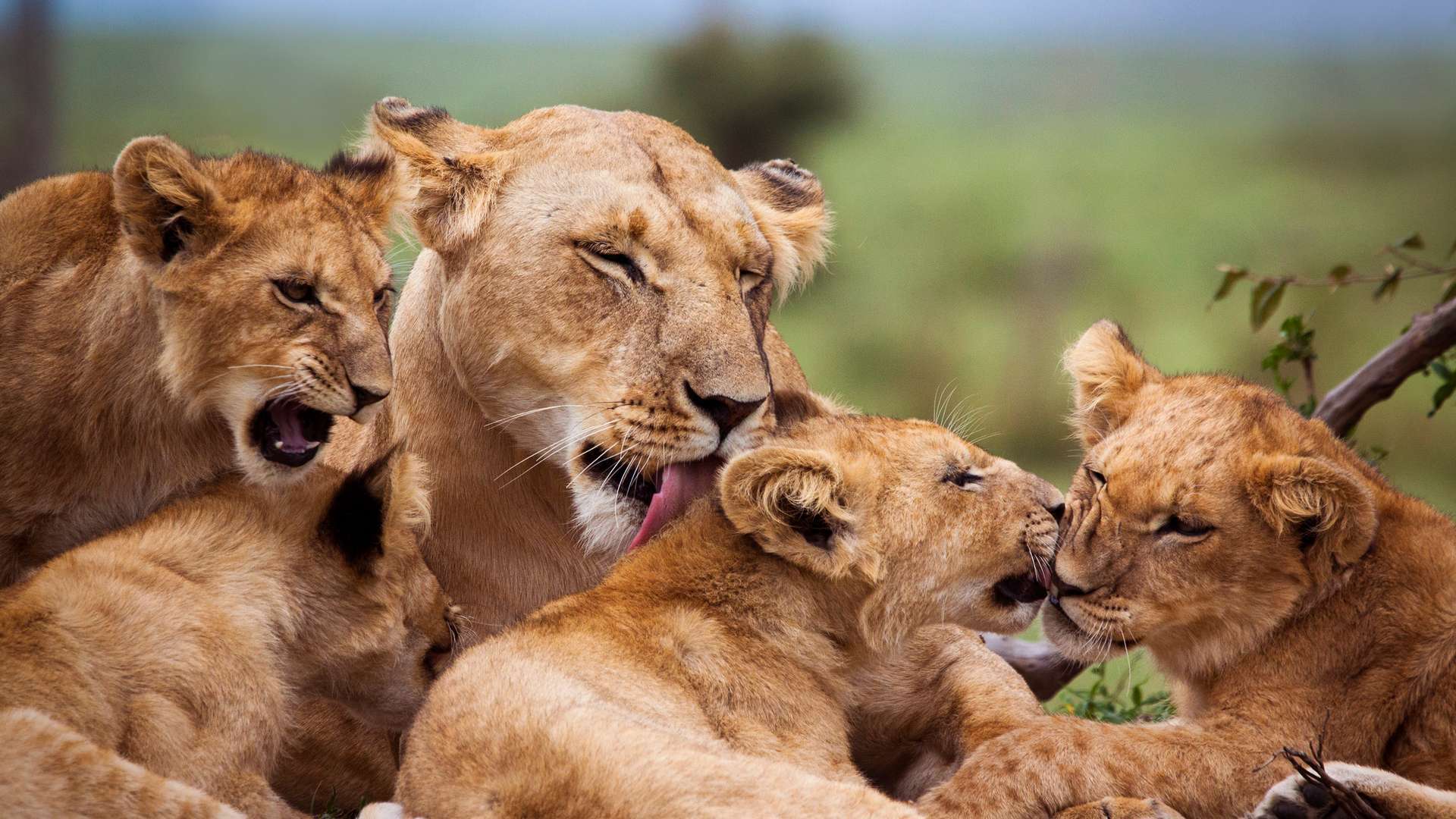 Safari Types in Tanzania: Choosing the Right Safari Experience for Your Adventure