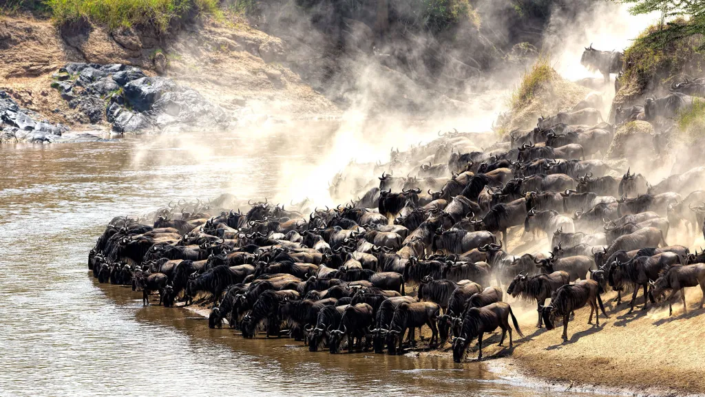 Wildebeest Migration River Crossings in Serengeti: Ultimate Safari Experience Wildebeest Migration River Crossings in Serengeti: Ultimate Safari Experience