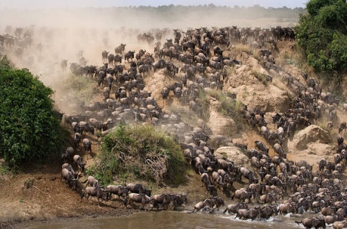 Wildebeest Migration River Crossings in Serengeti: Ultimate Safari Experience Wildebeest Migration River Crossings in Serengeti: Ultimate Safari Experience