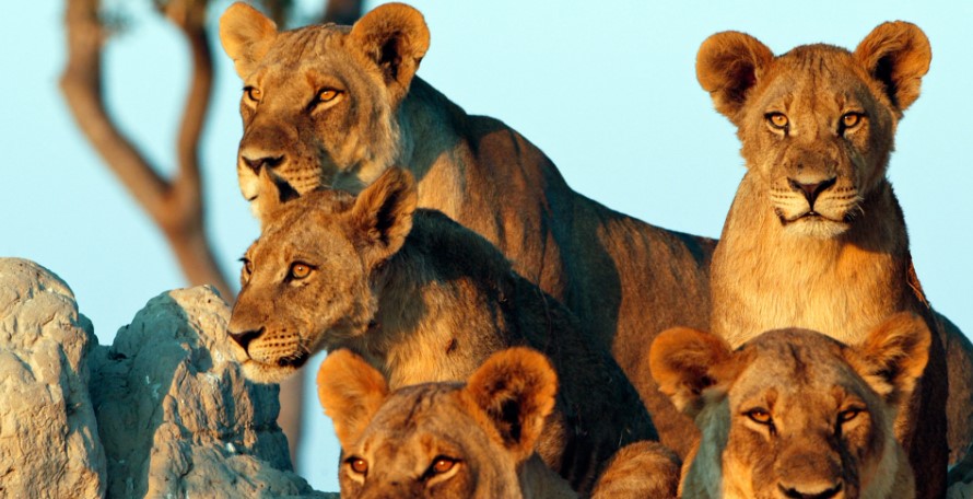 Luxury Private Tanzania Safaris: Exclusive Wildlife Adventures Luxury Private Tanzania Safaris: Exclusive Wildlife Adventures
