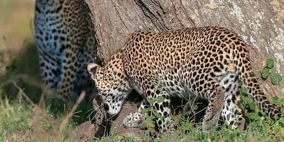 Cheap Fly-In Fly-Out Safari October  | Tanzania Budget Safari Guide