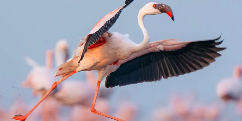 Cheap Fly-In Fly-Out Safari October  | Tanzania Budget Safari Guide