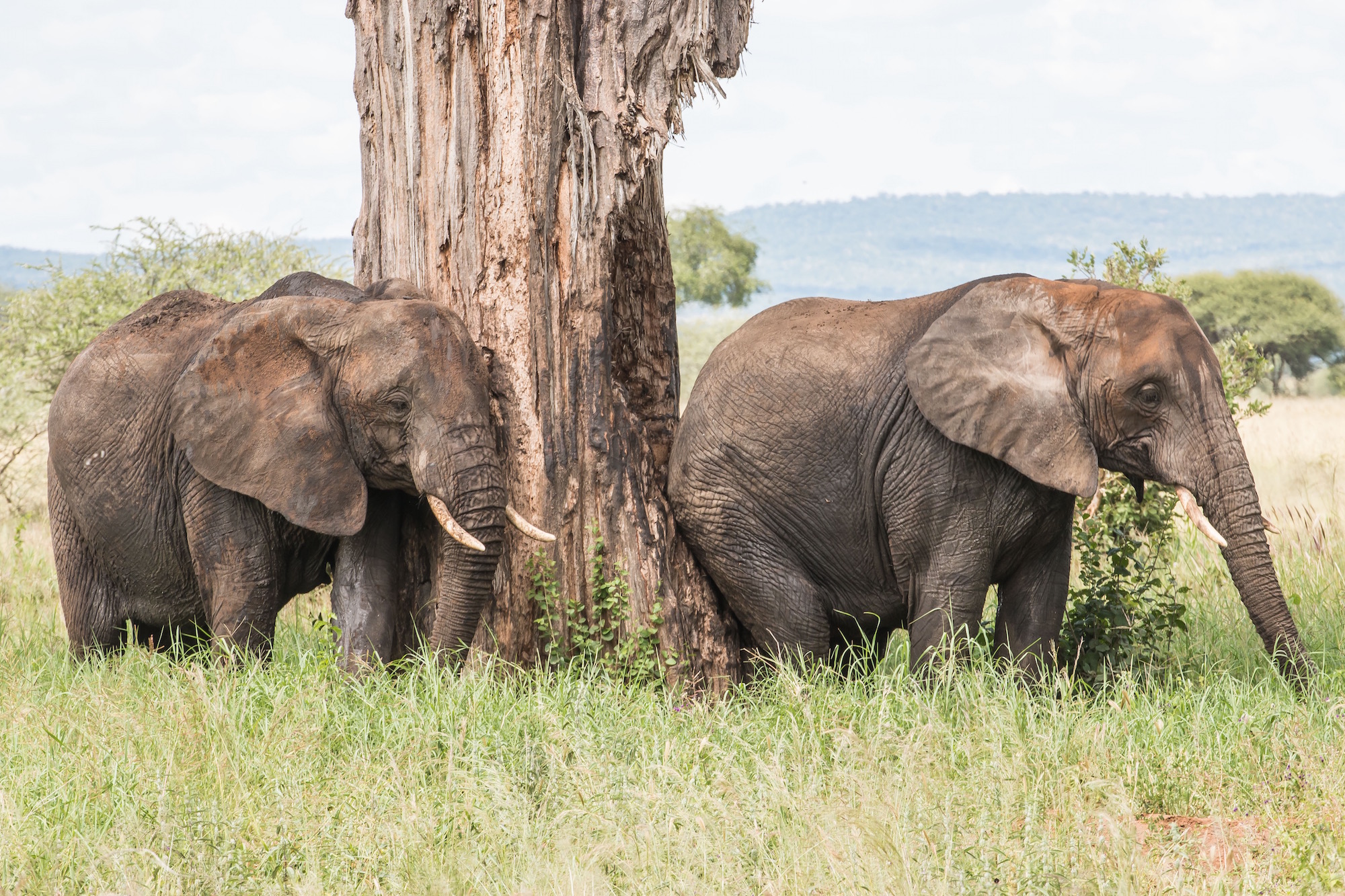 October Vacation Ideas in Tanzania | Northern Circuit Safari Guide October Vacation Ideas in Tanzania | Northern Circuit Safari Guide