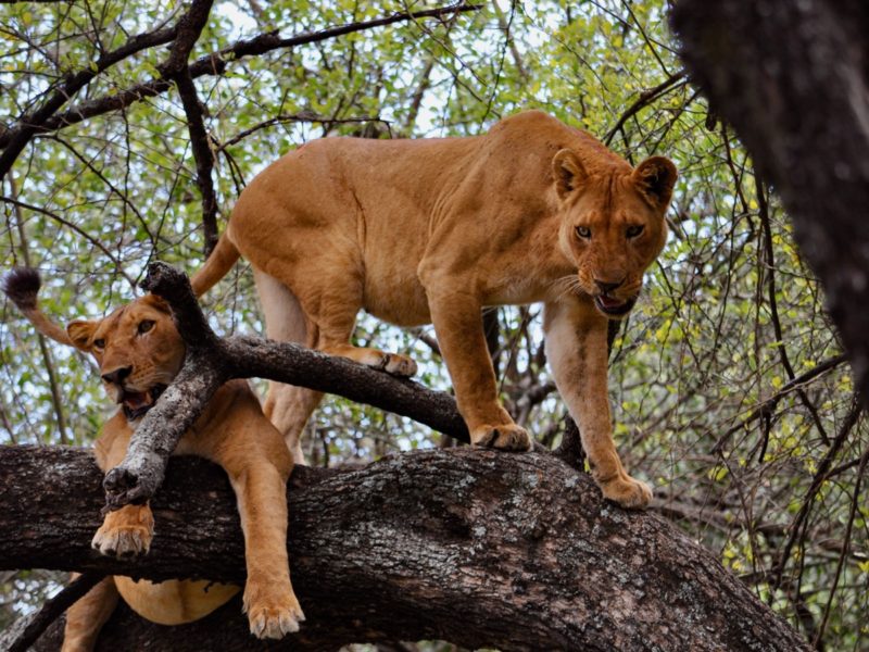 October Vacation Ideas in Tanzania | Northern Circuit Safari Guide October Vacation Ideas in Tanzania | Northern Circuit Safari Guide