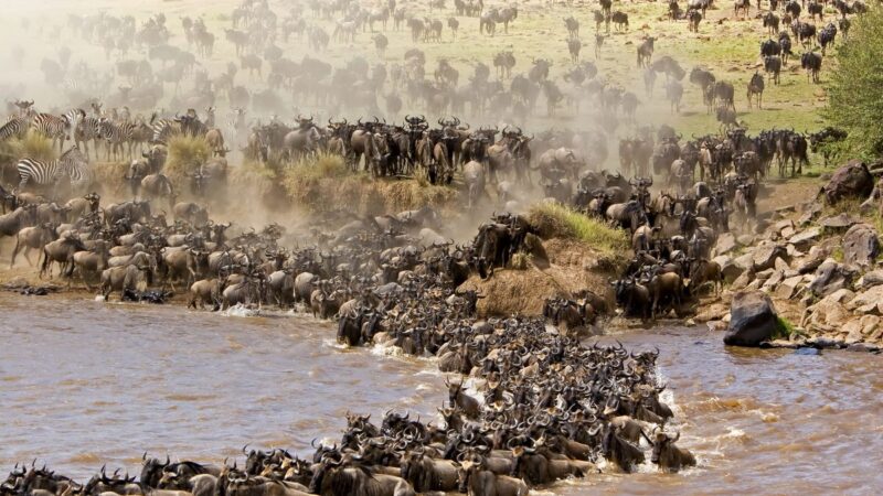 The Ultimate Guide: Timing Your African Great Migration Safari