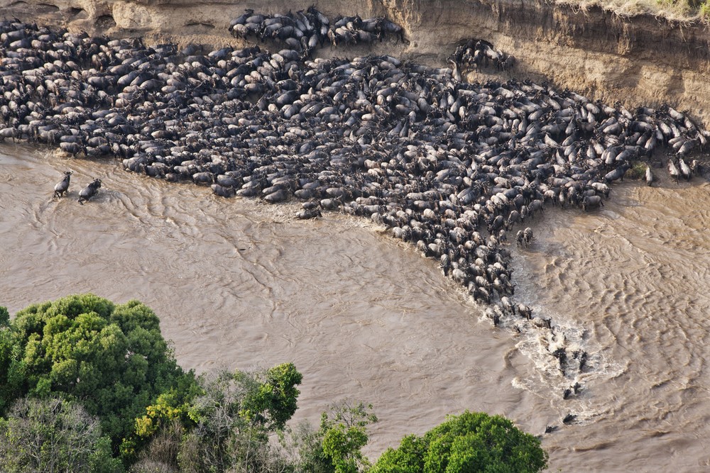 The Ultimate Guide: Timing Your African Great Migration Safari