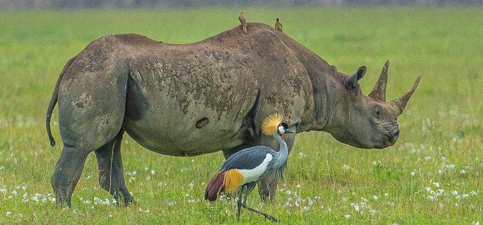 Black rhino in Ngorongoro crater