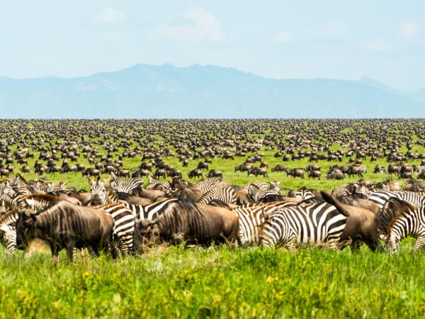Why Do Wildebeest Migrate? Understanding Africa’s Great Migration Why Do Wildebeest Migrate? Understanding Africa’s Great Migration