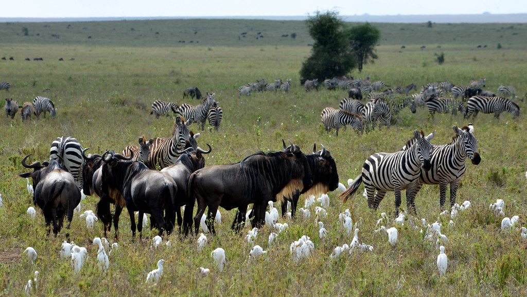 Animals in Serengeti National park