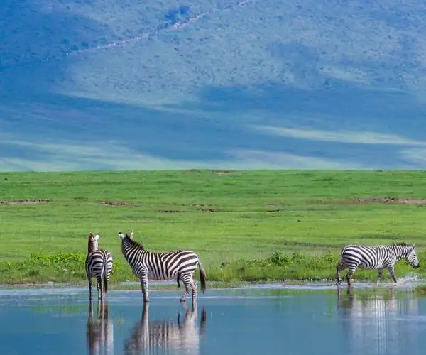 Ngorongoro Crater Safari: Complete Guide for First-Time Visitors