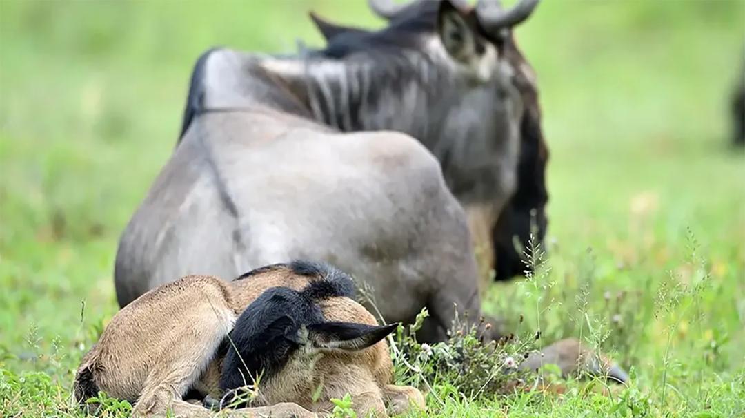 calving season calving season