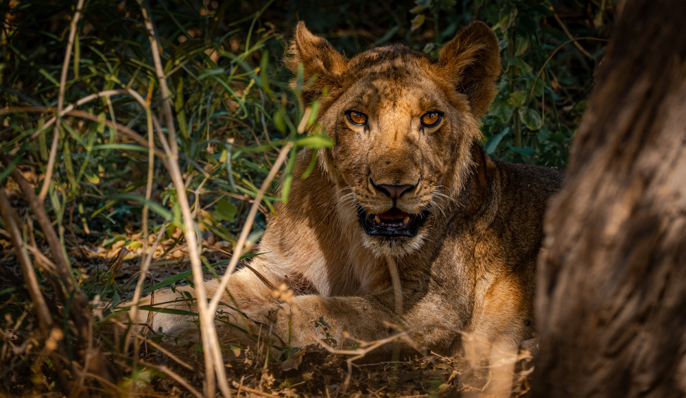 Africa Big Five Safaris 2026: Explore Serengeti, Tarangire and Ngorongoro