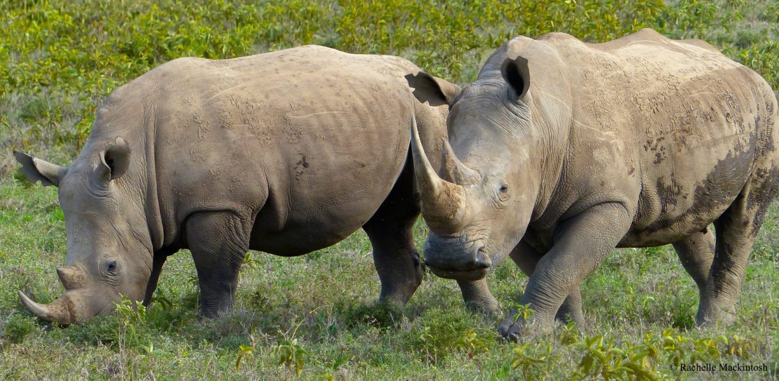 Arusha Safari Tours | Luxury, Mid-Range, Fly-In &amp;amp; Cultural Safaris in Tanzania