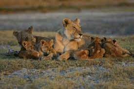 Arusha Travel Guide: Top Attractions, Activities, and Day Trips