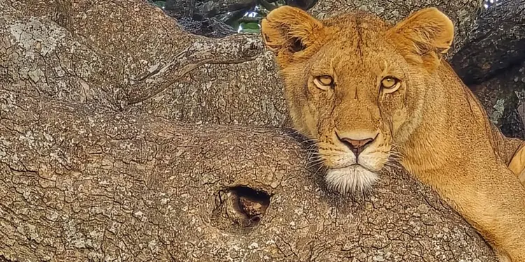 Best Safari Tanzania | Luxury, Private, Family &amp;amp;amp;amp;amp;amp;amp; Budget Tours - Tanzania Safari Source