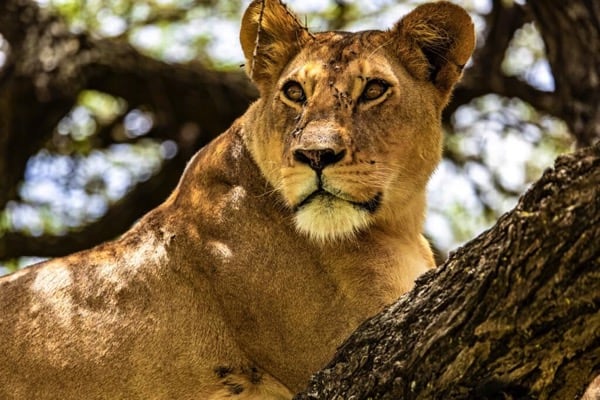 Exploring Arusha: Your Ultimate Travel Guide to Tanzania’s Safari Hub