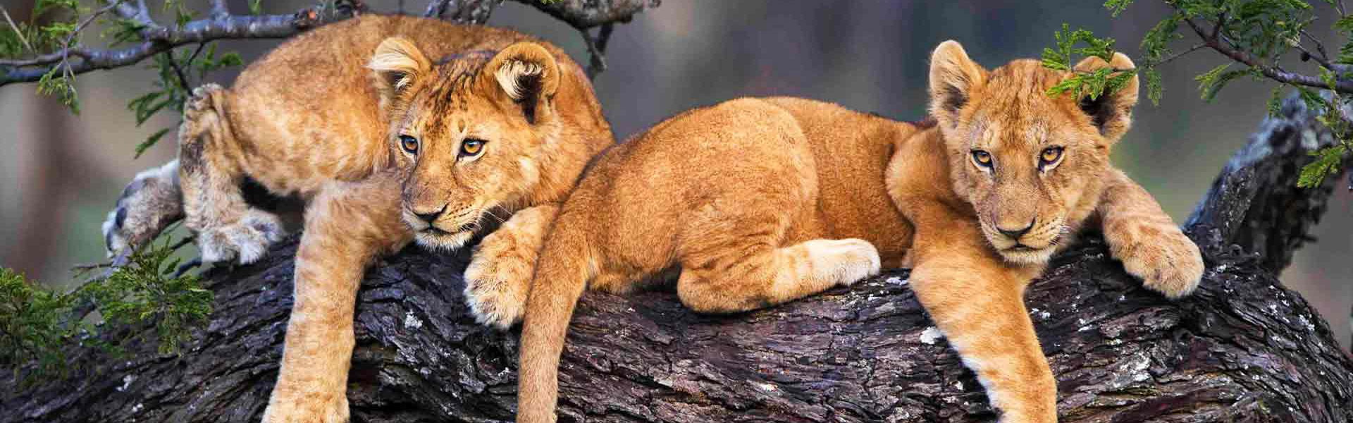 Honeymoon with the Wildebeest Migration 2026 in Arusha, TanzaniaHoneymoon with the Wildebeest Migration 2026 in Arusha, Tanzania