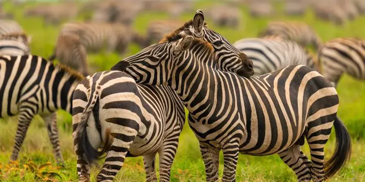 Ndutu Calving Season in Tanzania with Tanzania Safari Source Tours