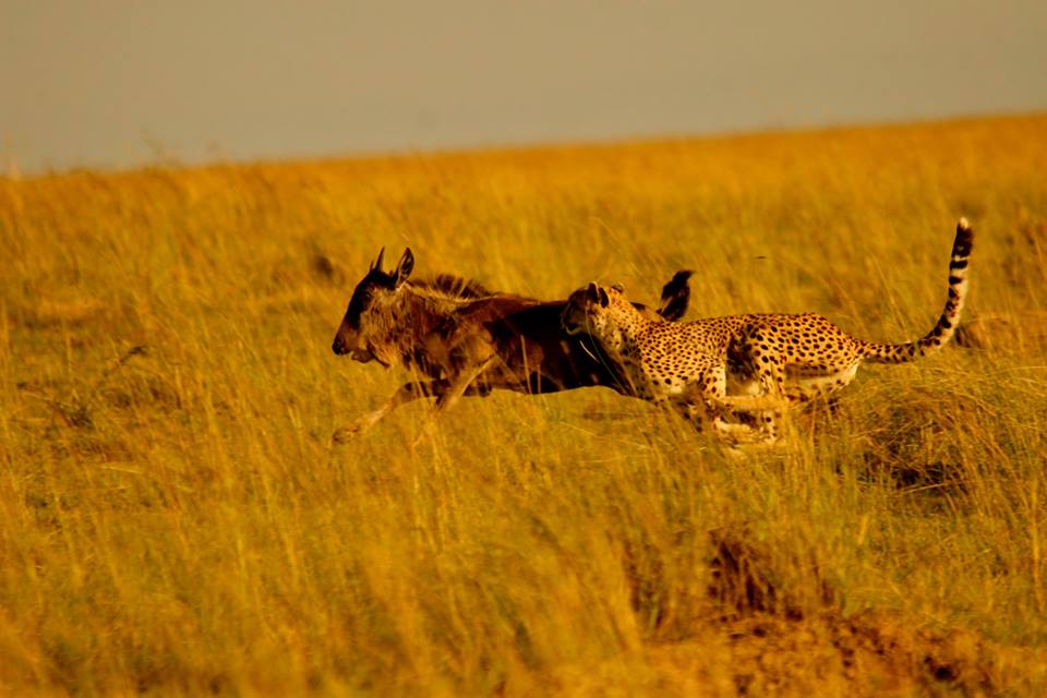 Serengeti Balloon Safari Experience: A Once-in-a-Lifetime Adventure over Serengeti National Park