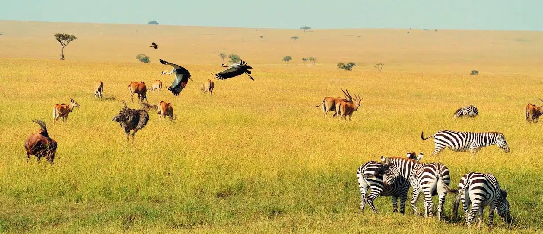 Tanzania in Green: Life and Wildlife in the Season of Renewal