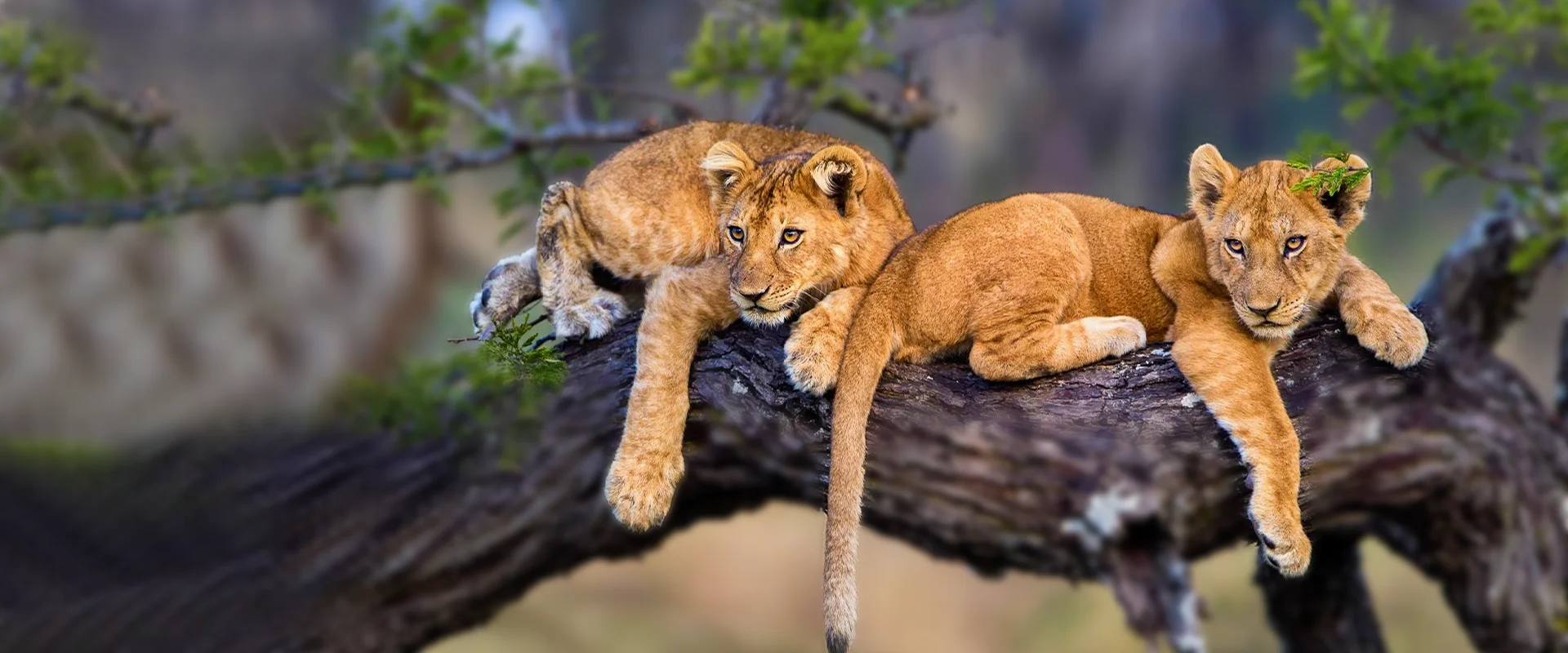 The Big Five Animals of Arusha: A Complete Safari Guide to Tanzania’s Iconic Wildlife