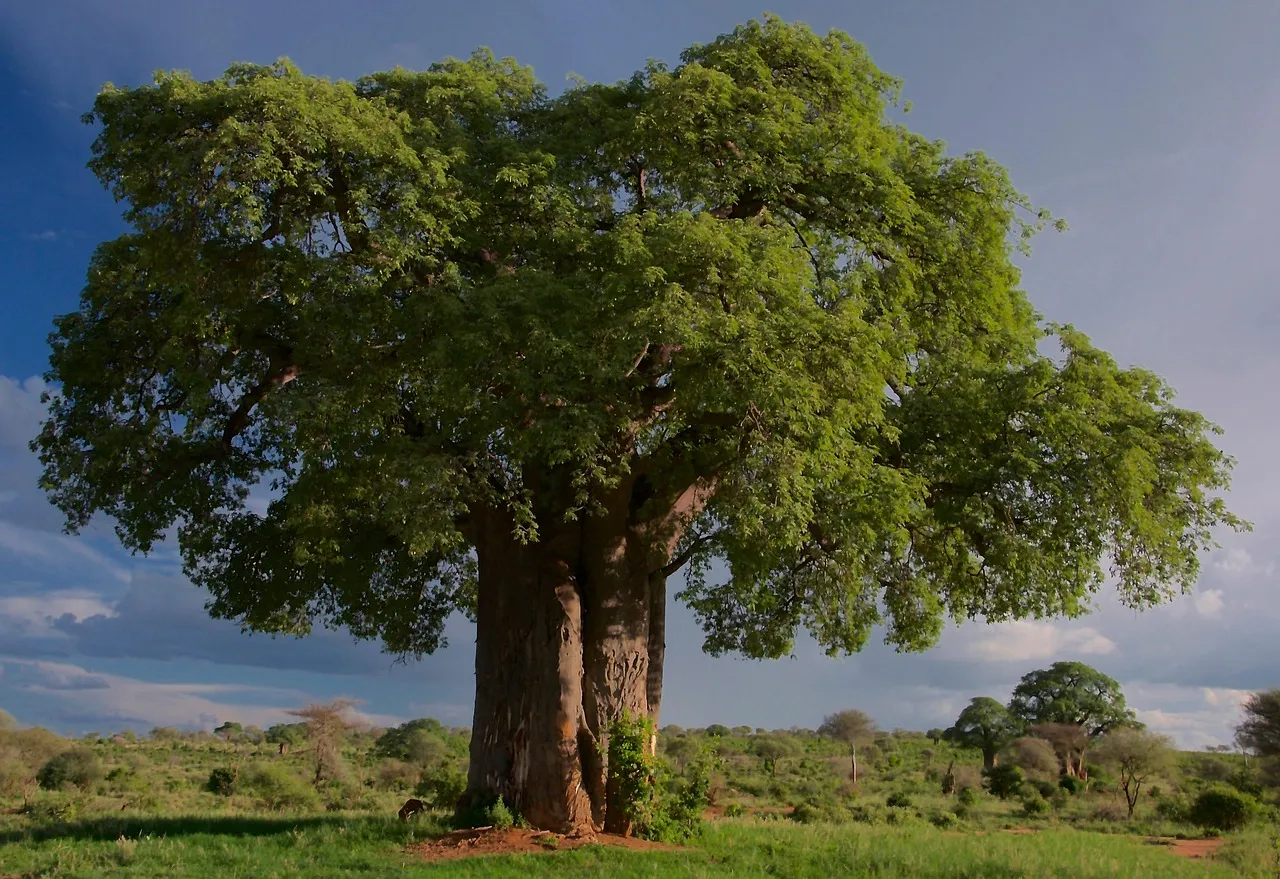 The Hidden Life of Tanzania’s Baobabs