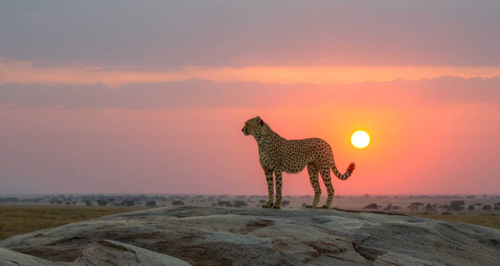 The Quiet Power of Early Mornings in Tanzania’s Wilderness