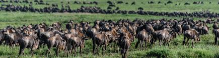 What Month is Calving Season in Tanzania?