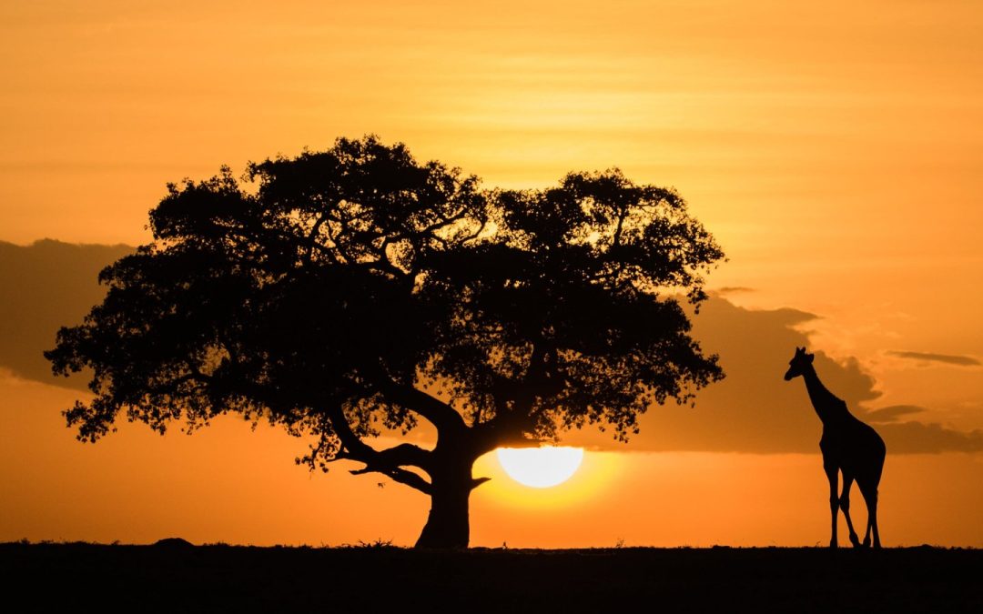 When to Visit Northern Tanzania and Where to Go