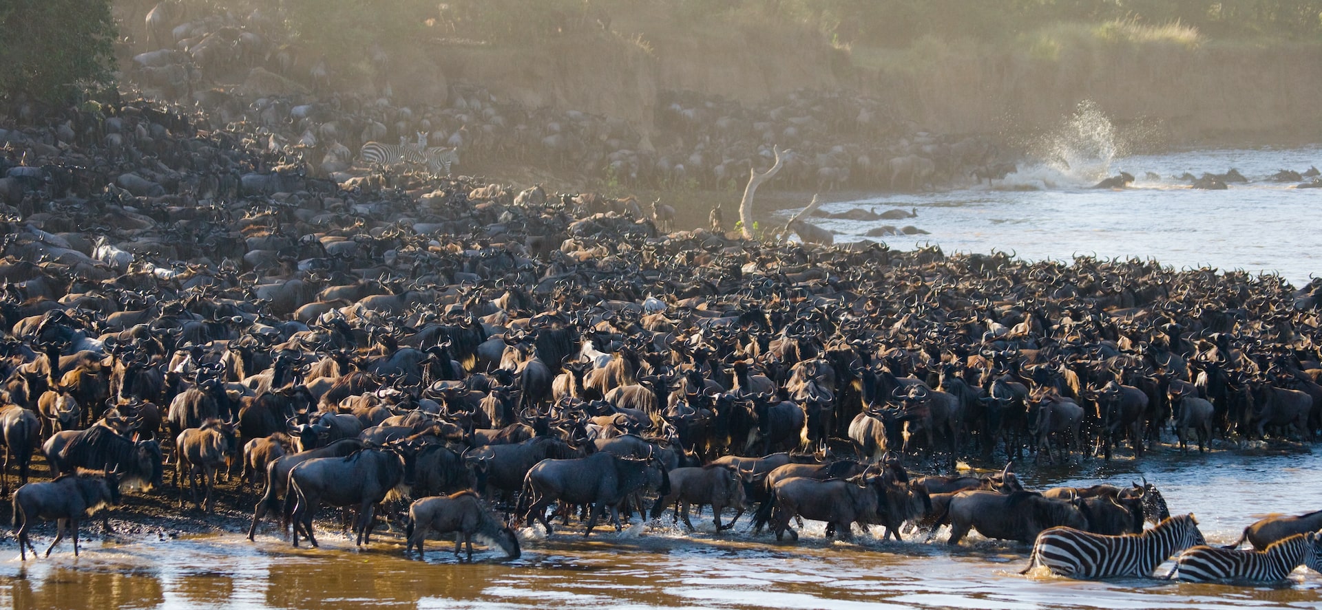 Wildebeest Migration in Serengeti: Ultimate Safari Guide in Arusha