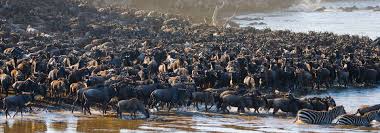 Witnessing Nature’s Miracle: The Wildebeest Calving Season in Tanzania’s Northern Serengeti